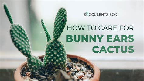 Bunny Ears Cactus (Angel Wings): Grow and Care Tips .